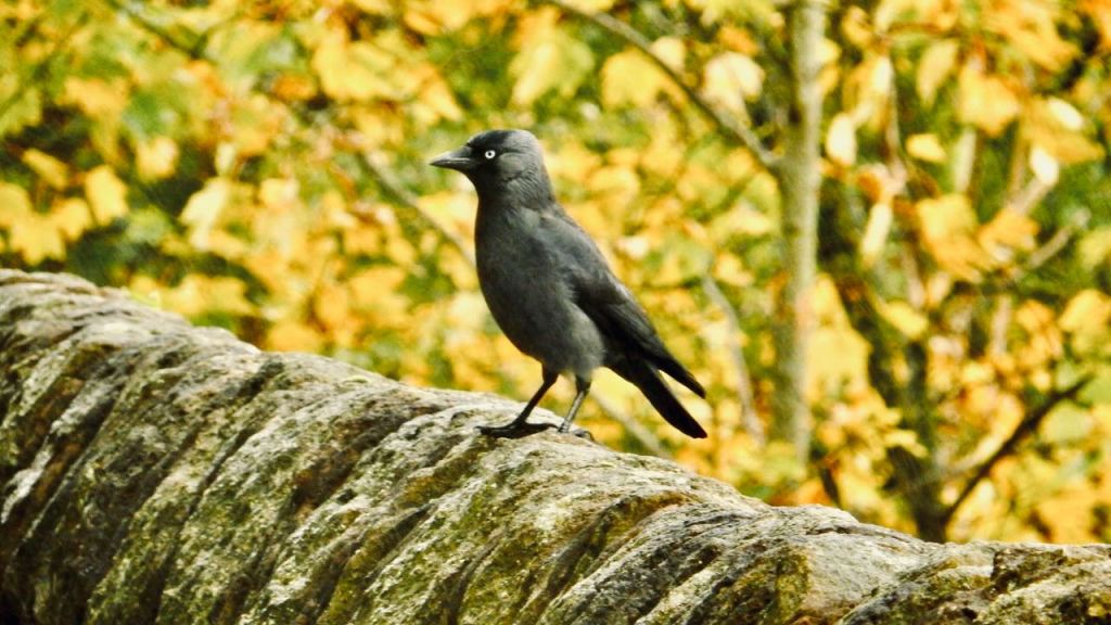 Jackdaw, wall, trees, 21/10/26