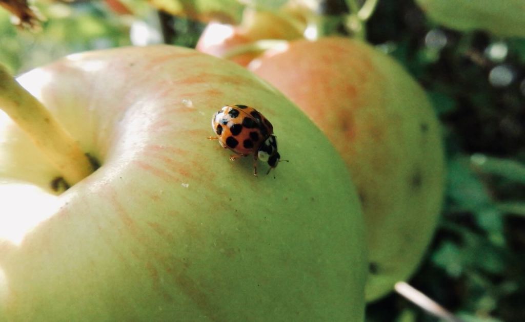 Ladybird on apple, 4/10/26