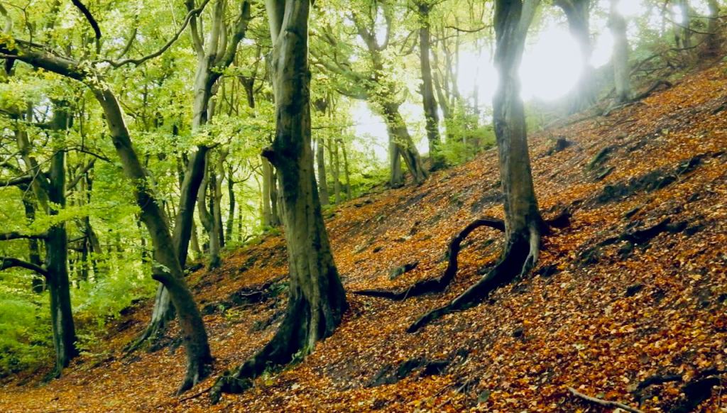 October woods, 25/10/26