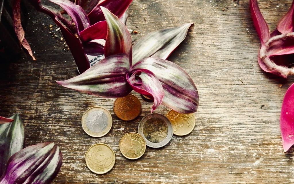 Plant and coins, 5/10/26