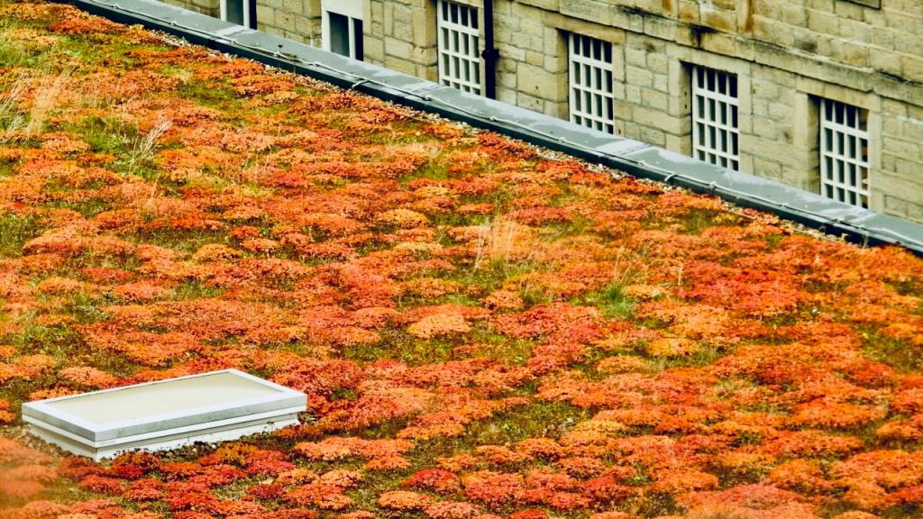 Turf roof, 15/10/26